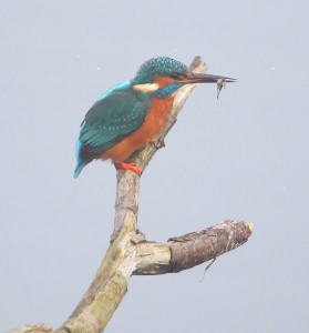 kingfisher 14.3.16g
